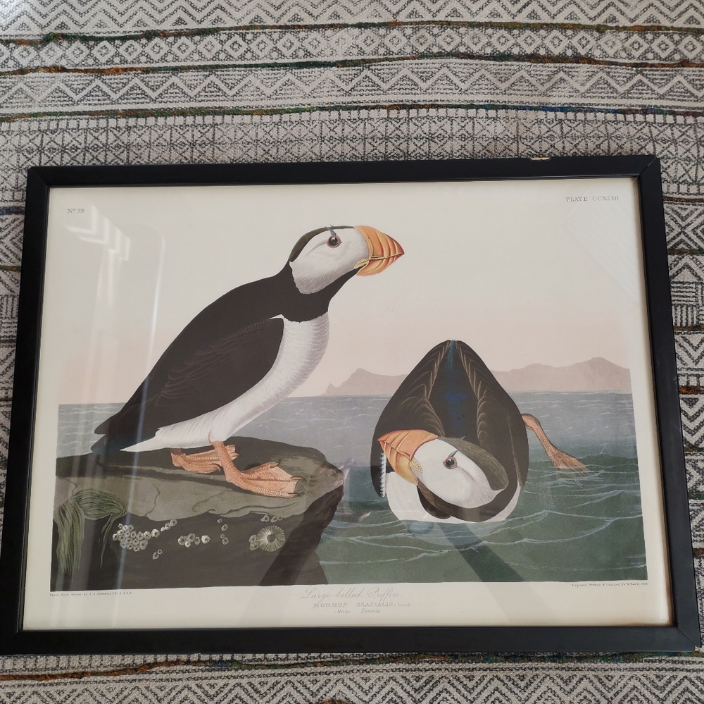 Large Billed Puffin Mormon Glacialis Print Frame Artwork